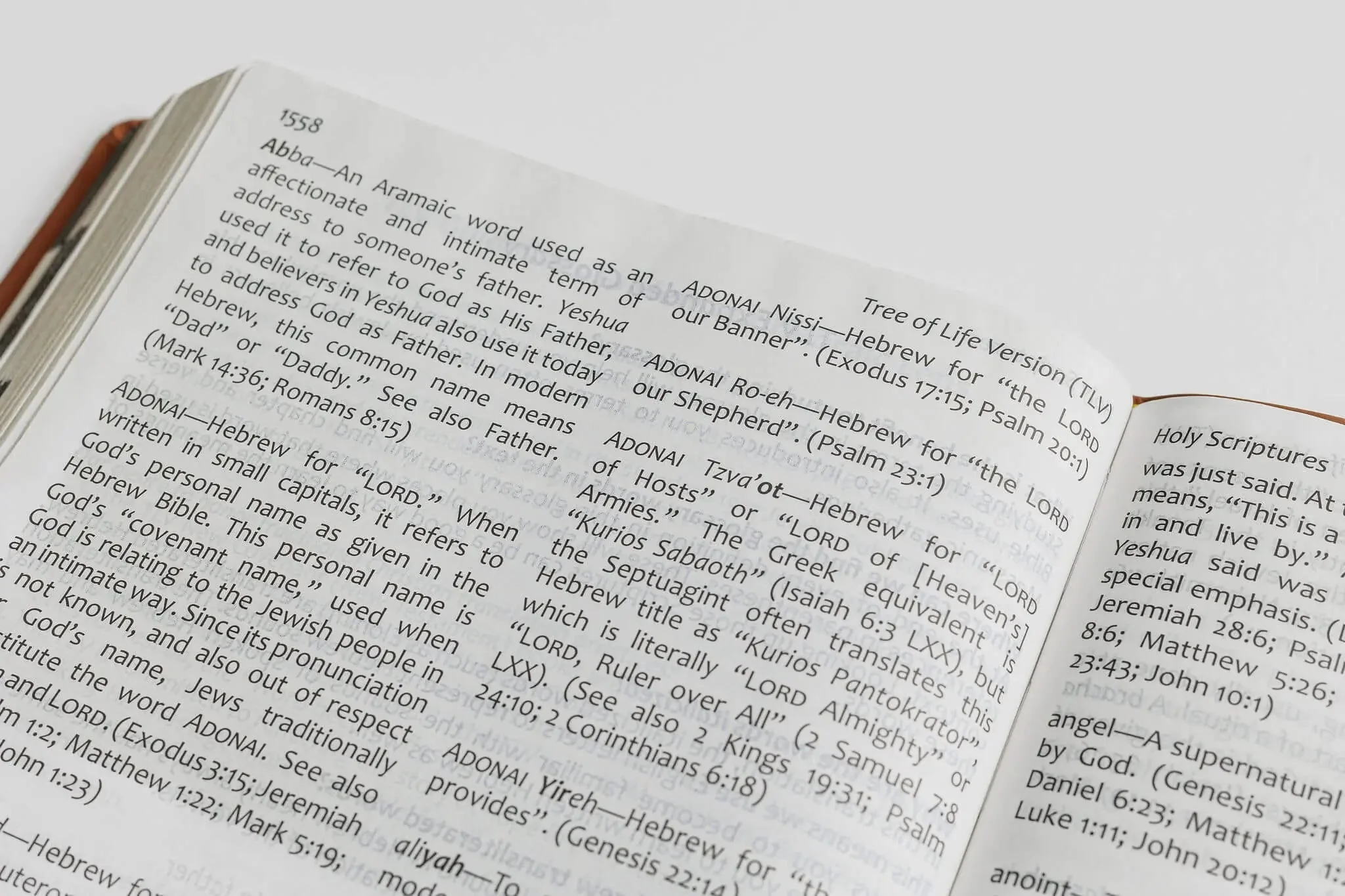 Tree of Life Bible: GIANT Print Edition - Image 19