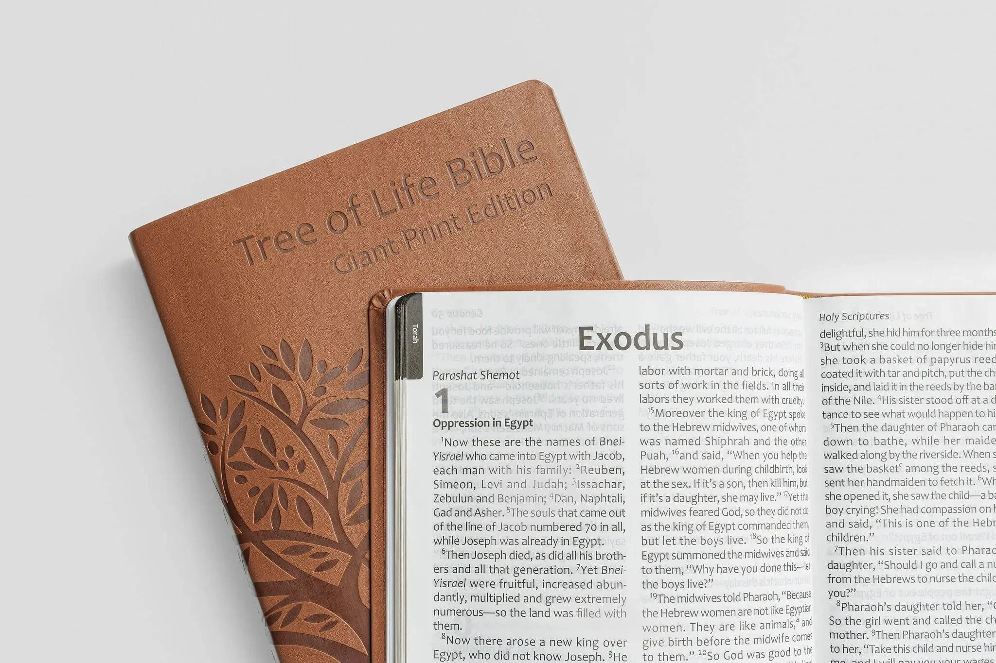 Tree of Life Bible: GIANT Print Edition - Image 4