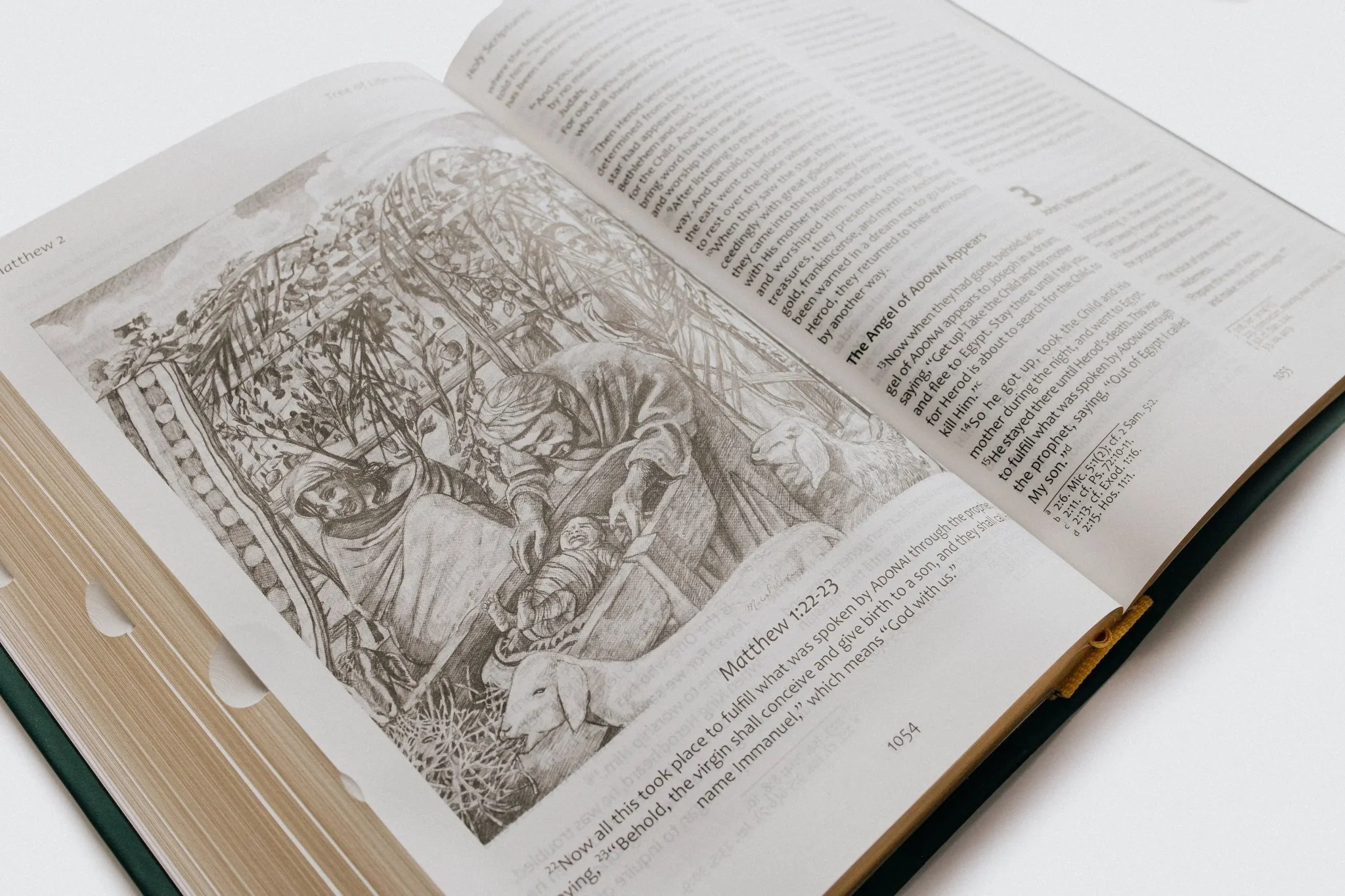 Tree of Life Family Bible (TLV) - Image 8
